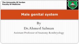 Male Genital System