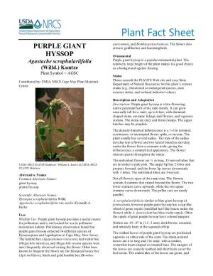 Purple Giant Hyssop (Agastache Schrophulariifolia) Fact Sheet