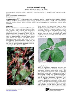 Himalayan Blackberry Rubus Discolor Weihe & Nees