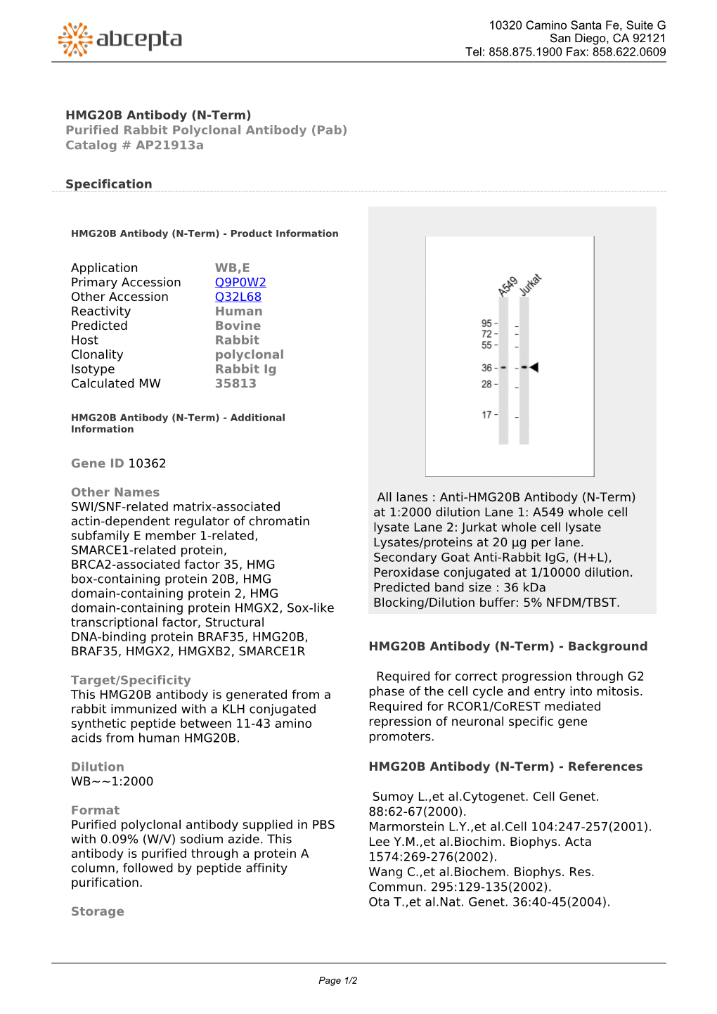HMG20B Antibody (N-Term) Purified Rabbit Polyclonal Antibody (Pab) Catalog # Ap21913a