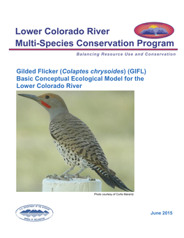 Gilded Flicker (Colaptes Chrysoides) (GIFL) Basic Conceptual Ecological Model for the Lower Colorado River