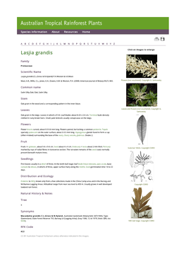 Lasjia Grandis Click on Images to Enlarge