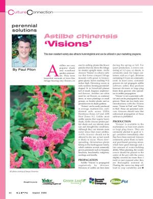 Astilbe Chinensis 'Visions'