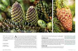 Cones for Connoisseurs by Sara Malone