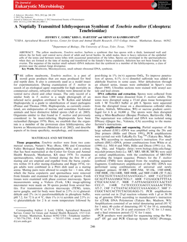 A Nuptially Transmitted Ichthyosporean Symbiont of Tenebrio Molitor (Coleoptera: Tenebrionidae)