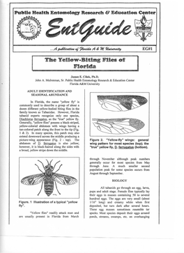 Yellow Flies" Possess a Black-Striped, Yellow-Colored Abdomen with Wings Having a Tan-Colored Patch Along the Front to the Tip (Fig