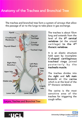 Anatomy of the Trachea and Bronchial Tree