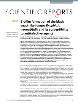 Biofilm Formation of the Black Yeast-Like Fungus Exophiala Dermatitidis and Its Susceptibility to Antiinfective Agents