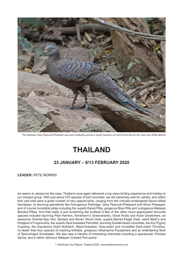Thailand Tour Report 2020
