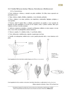 4.2.3. Familia Malvaceae (Incluye Tiliaceae, Sterculiaceae Y Bombacaceae) 4.2.3.A