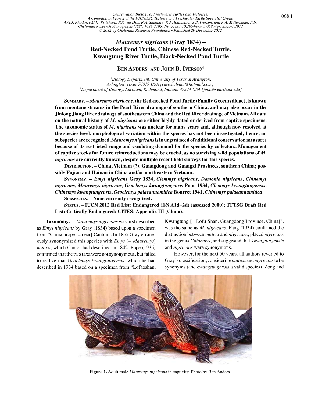 Mauremys Nigricans (Gray 1834) – Red-Necked Pond Turtle, Chinese Red ...