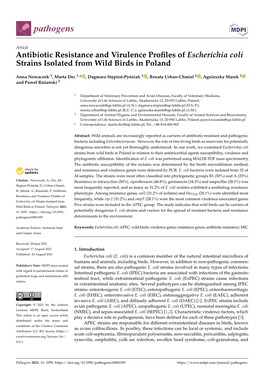 Antibiotic Resistance and Virulence Profiles of Escherichia Coli Strains