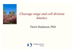 Cleavage Stage and Cell Division Kinetics