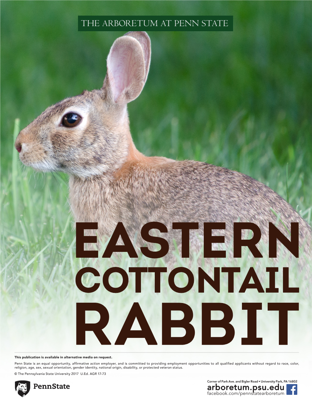 Eastern Cottontail