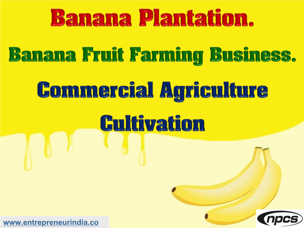 Banana Plantation?