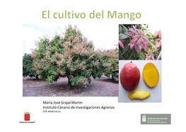 María José Grajal Martín Instituto Canario De Investigaciones Agrarias ICIA Botánica