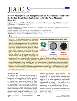Protein Adsorption and Reorganization on Nanoparticles