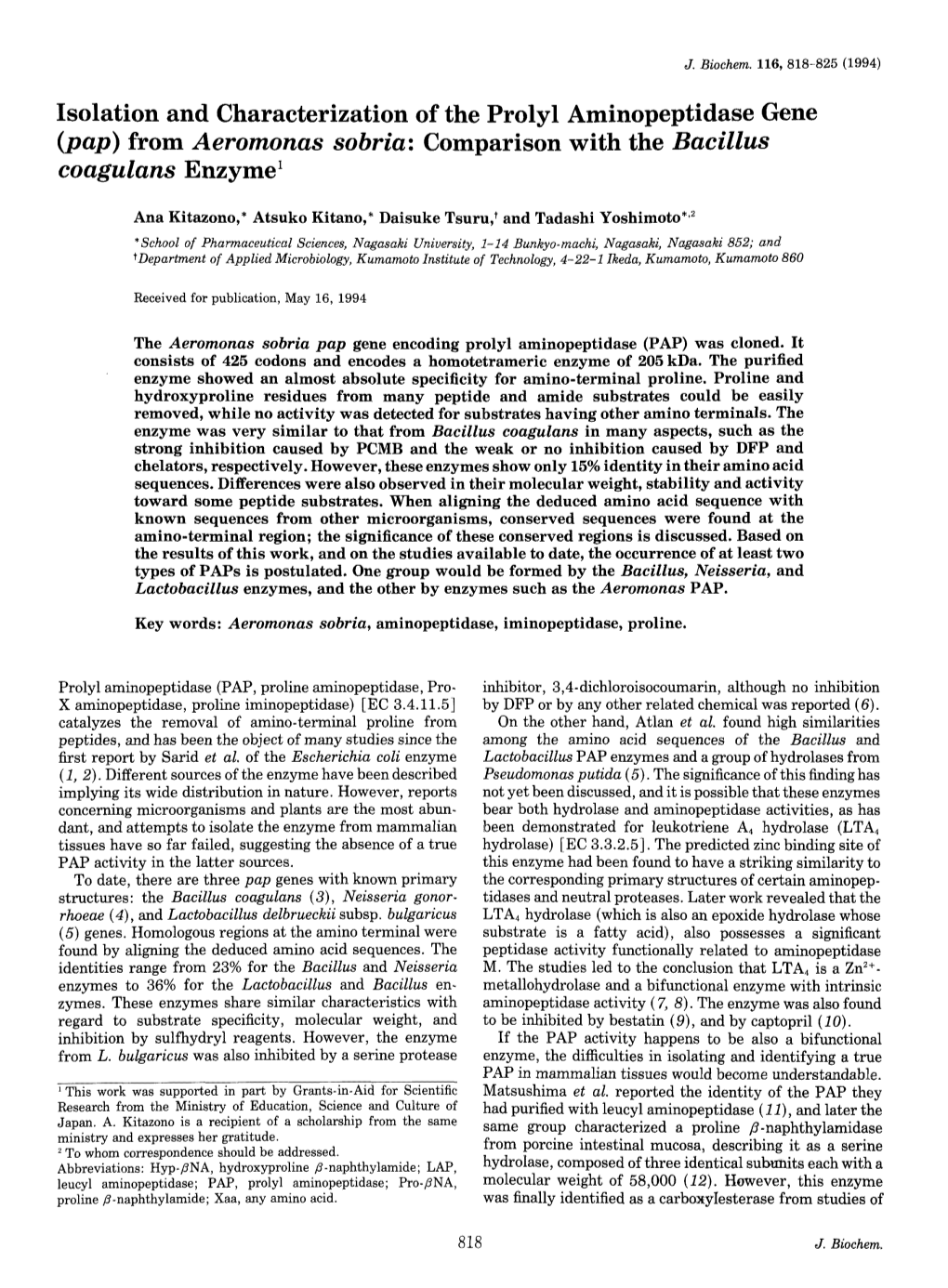 Isolation and Characterization of the Prolyl Aminopeptidase Gene (Pap) from Aeromonas Sobria: Comparison with the Bacillus Coagulans Enzyme1