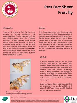 Pest Fact Sheet Fruit Fly