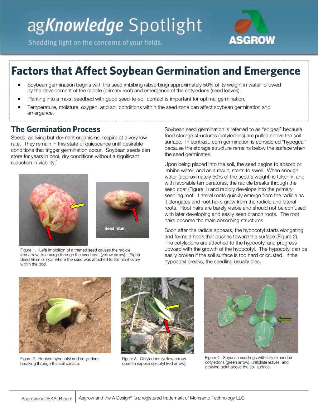 Factors That Affect Soybean Germination and Emergence