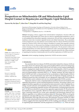Perspectives on Mitochondria–ER and Mitochondria–Lipid Droplet Contact in Hepatocytes and Hepatic Lipid Metabolism