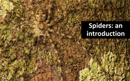 Spiders: an Introduction