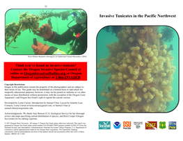 Invasive Tunicates in the Pacific Northwest