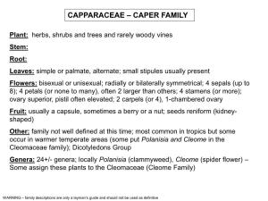 Capparaceae – Caper Family