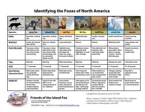 Identifying the Foxes of North America