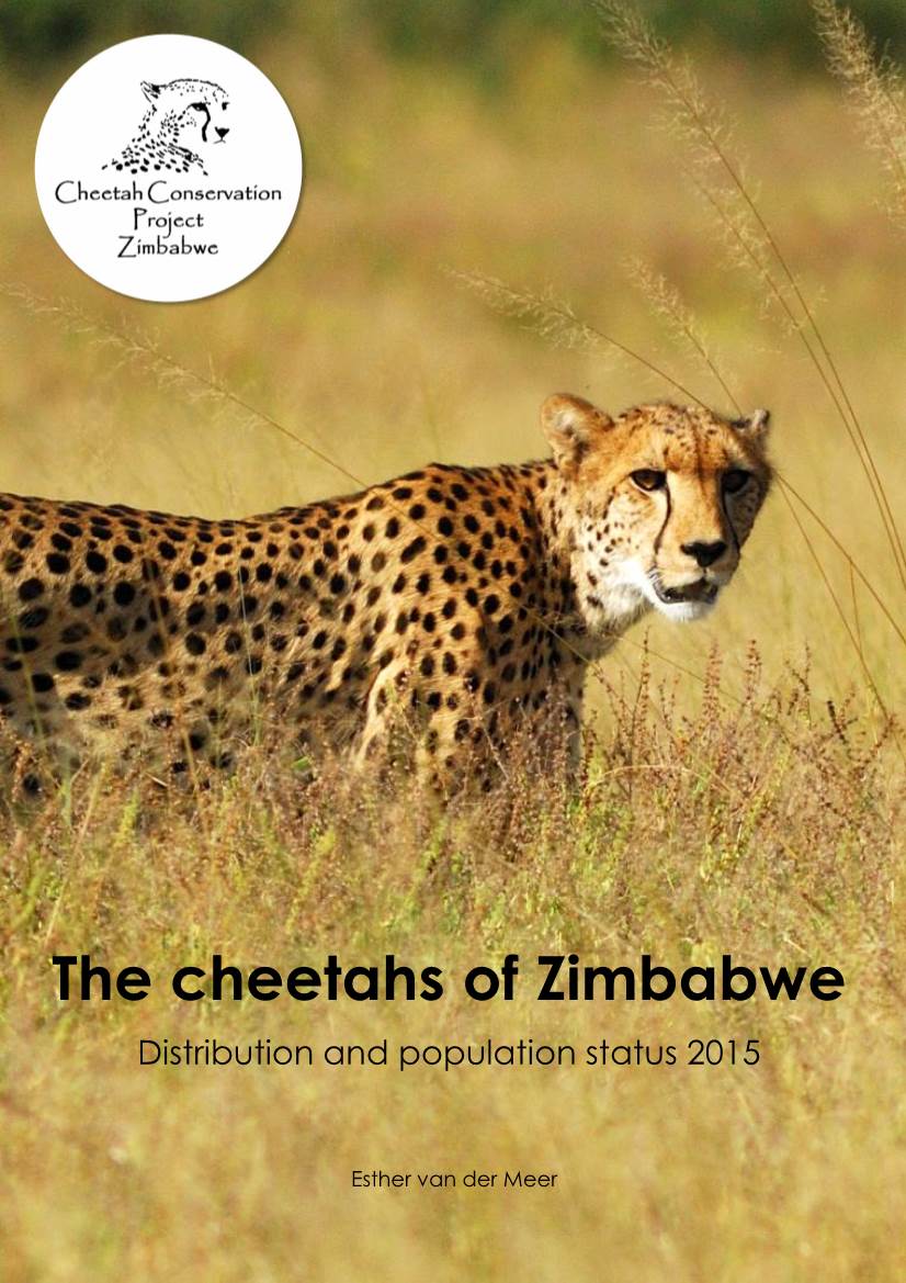 The Cheetahs of Zimbabwe