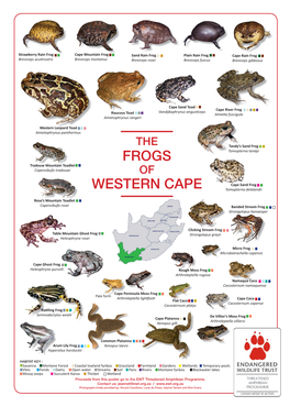 Frogs Western Cape
