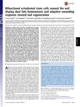 Bifunctional Ectodermal Stem Cells Around the Nail Display Dual Fate Homeostasis and Adaptive Wounding Response Toward Nail Regeneration