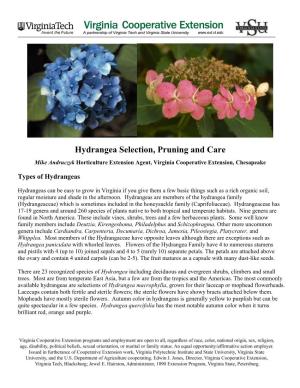 Hydrangea Selection, Pruning and Care