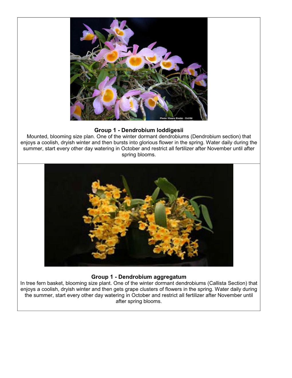 Group 1 - Dendrobium Loddigesii Mounted, Blooming Size Plan