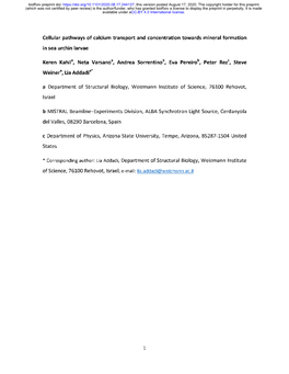 Cellular Pathways of Calcium Transport and Concentration Towards Mineral Formation in Sea Urchin Larvae
