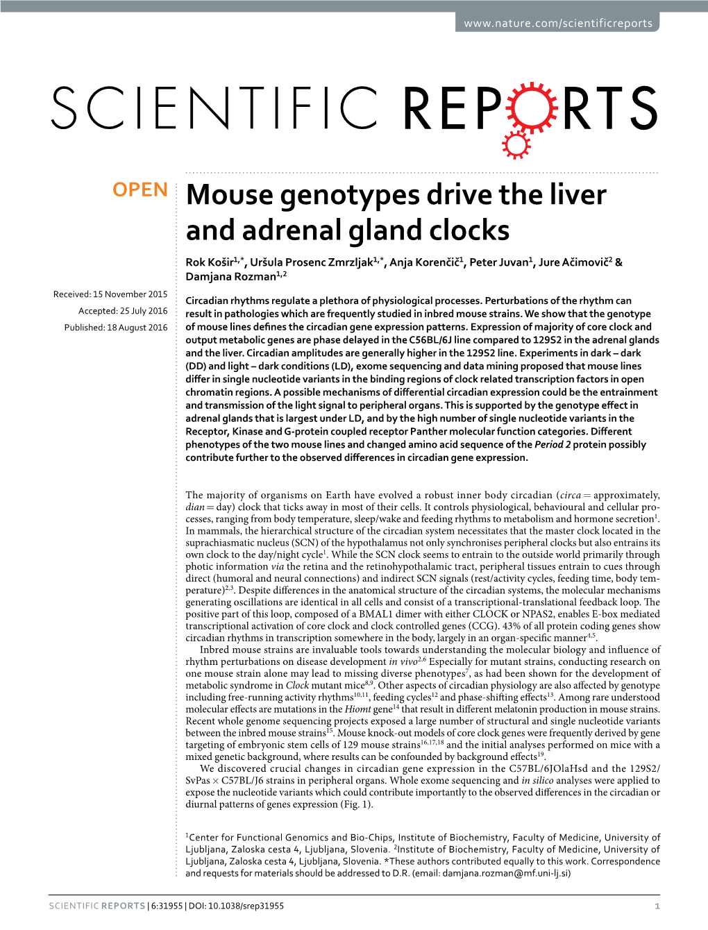 Mouse Genotypes Drive the Liver and Adrenal Gland Clocks