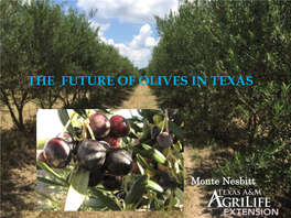 Future of Texas Olives AOOPA