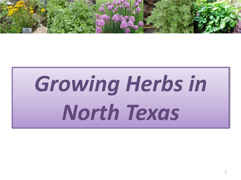 Growing Herbs in North Texas