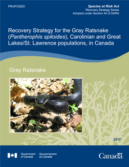 Gray Ratsnake (Pantherophis Spiloides), Carolinian and Great Lakes/St