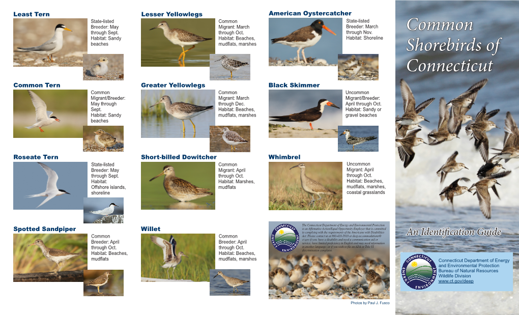 Common Shorebirds of Connecticut