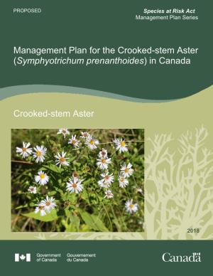 Crooked Stem Aster (Symphyotrichum Prenanthoides)