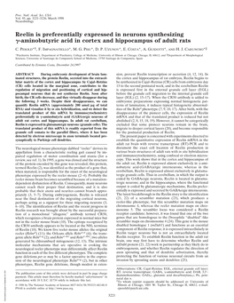 Reelin Is Preferentially Expressed in Neurons Synthesizing ␥-Aminobutyric Acid in Cortex and Hippocampus of Adult Rats