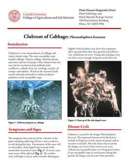 Clubroot of Cabbage: Plasmodiophora Brassicae Introduction Slightly Infected Plants May Show Few Symptoms