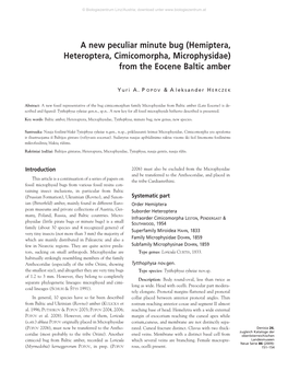 Hemiptera, Heteroptera, Cimicomorpha, Microphysidae) from the Eocene Baltic Amber