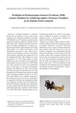 Predation of Dendropsophus Branneri (Cochran, 1948) (Anura: Hylidae) by Wandering Spiders (Araneae: Ctenidae) in an Atlantic Forest Remnant