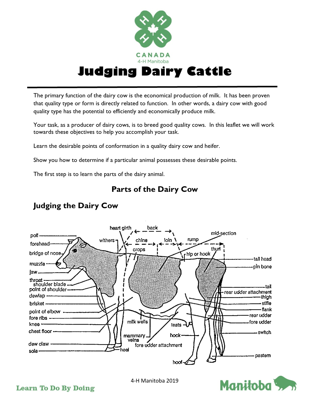 Judging Dairy Cattle