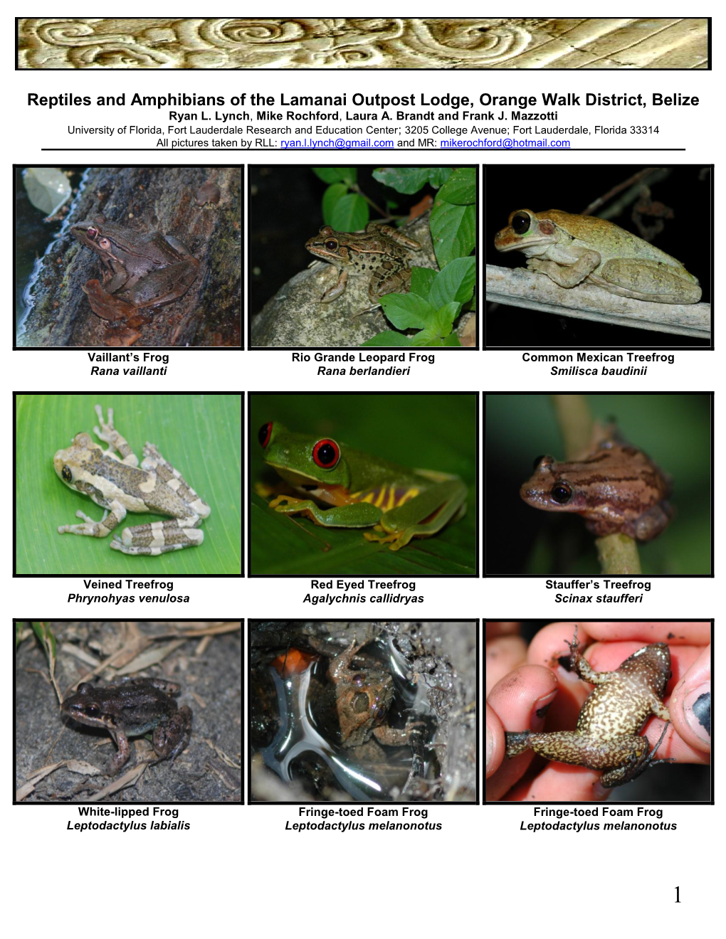 Reptiles and Amphibians of Lamanai Outpost Lodge, Belize