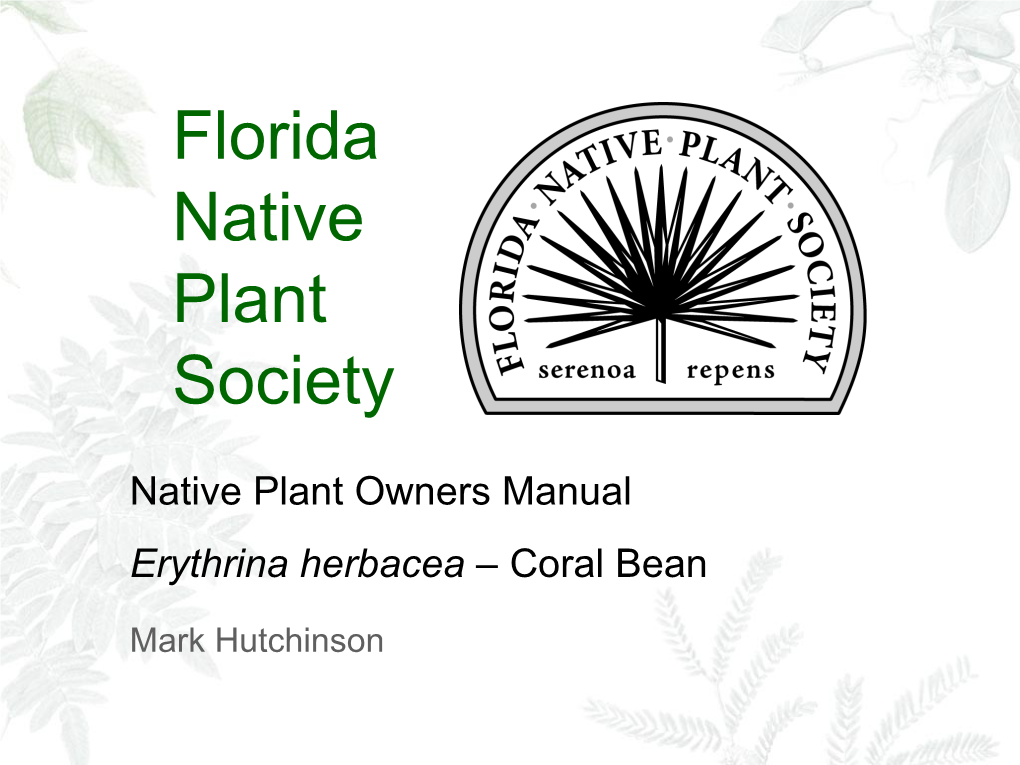 Erythrina Herbacea – Coral Bean