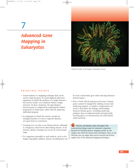 Advanced Gene Mapping in Eukaryotes