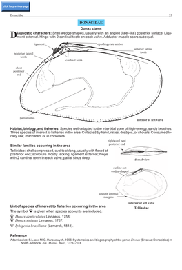 Donacidae 53